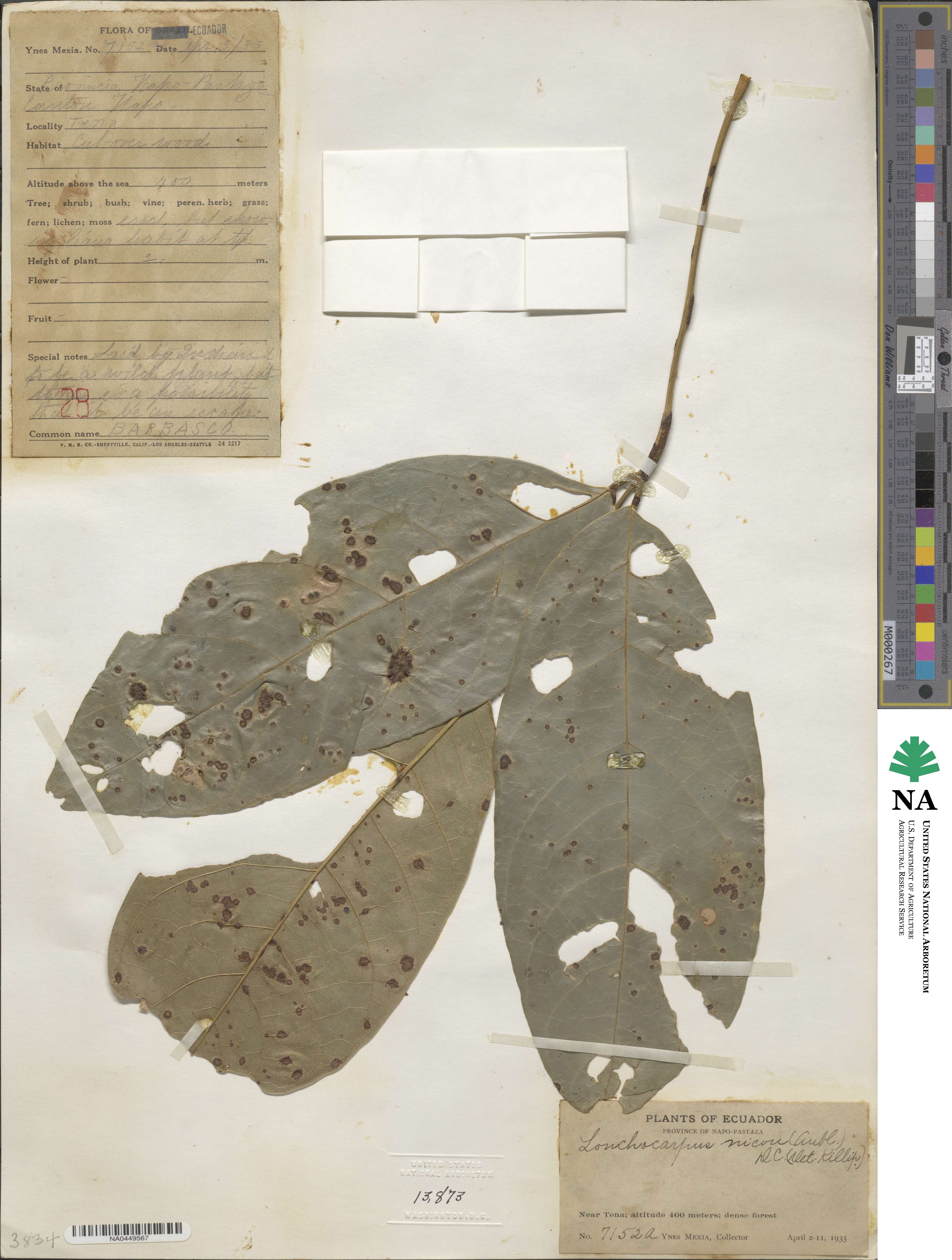 Lonchocarpus heptaphyllus image