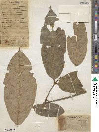 Lonchocarpus heptaphyllus image