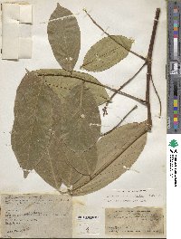 Lonchocarpus heptaphyllus image