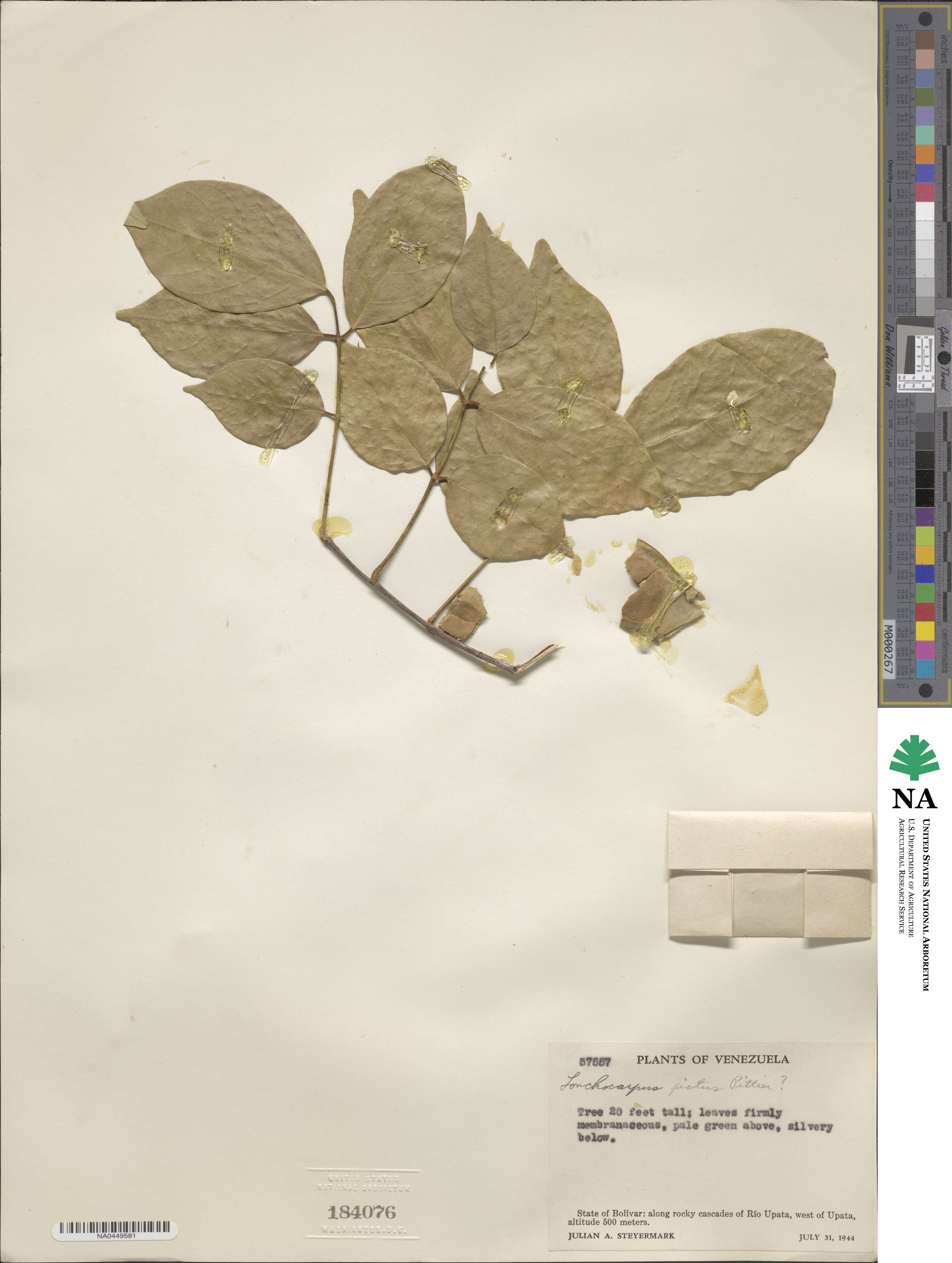 Deguelia picta image