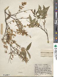 Lonchocarpus sanctae-marthae image