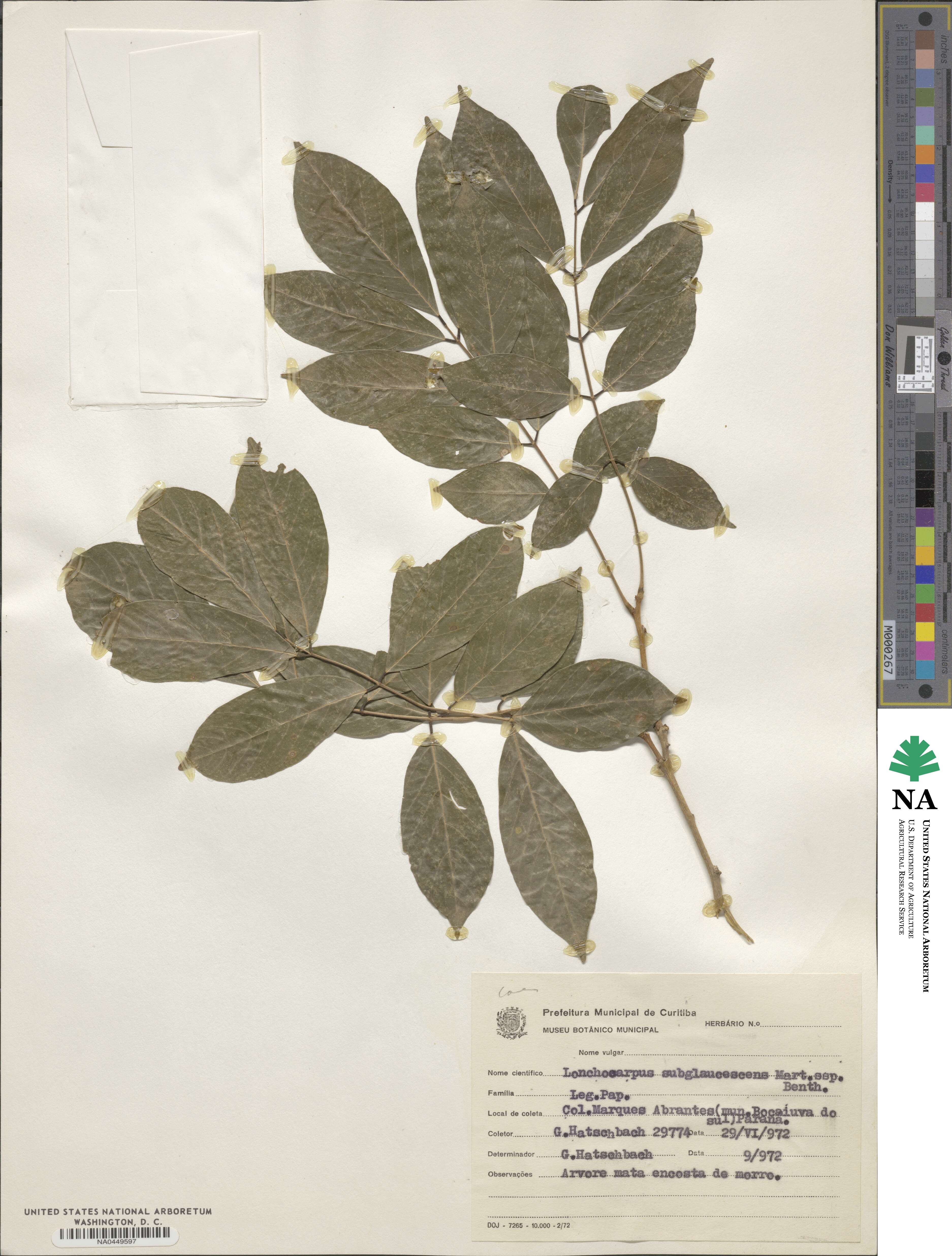 Lonchocarpus subglaucescens image