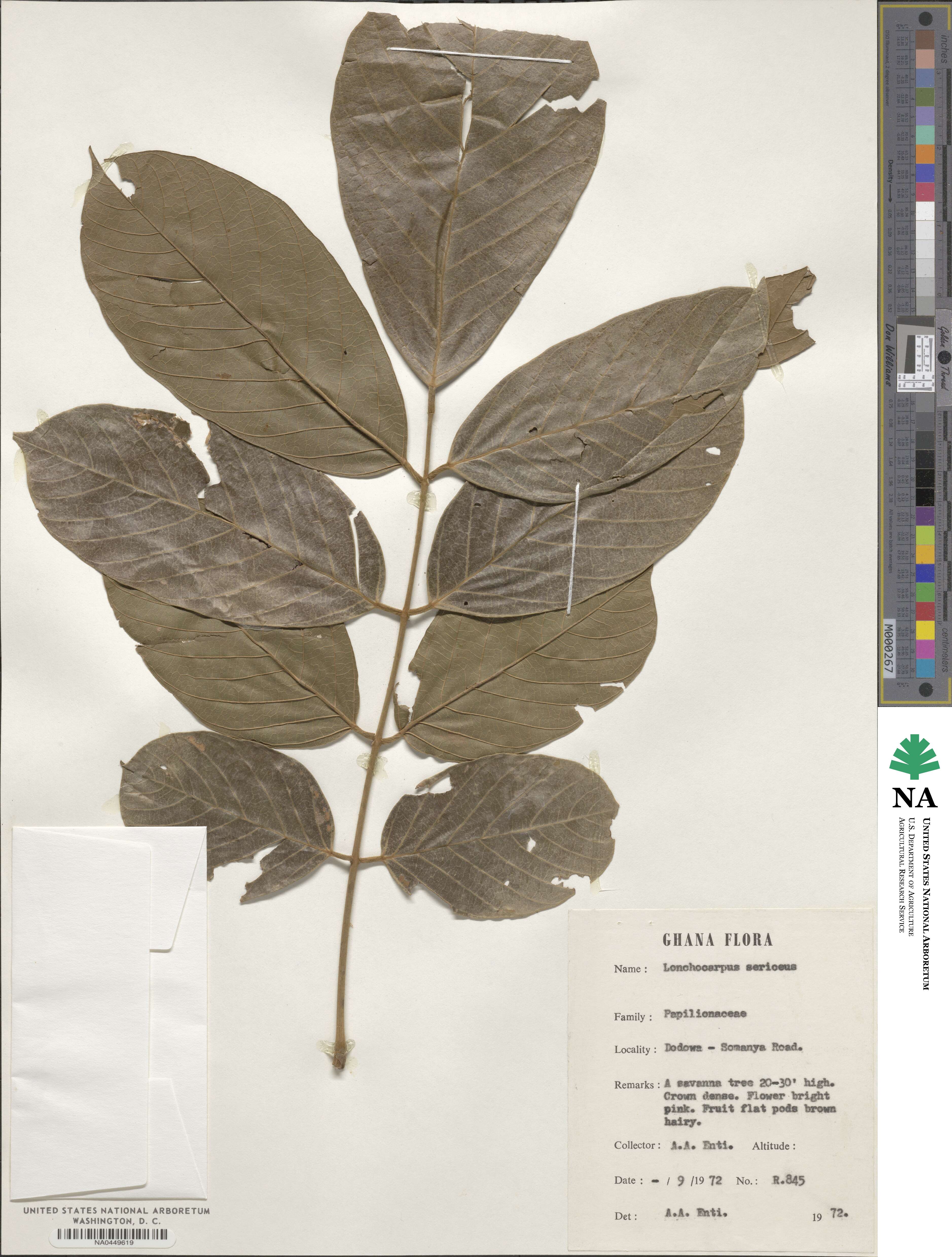Lonchocarpus sericeus image