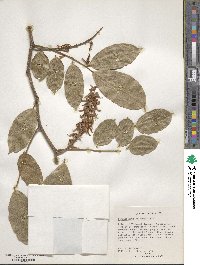 Lonchocarpus cruentus image