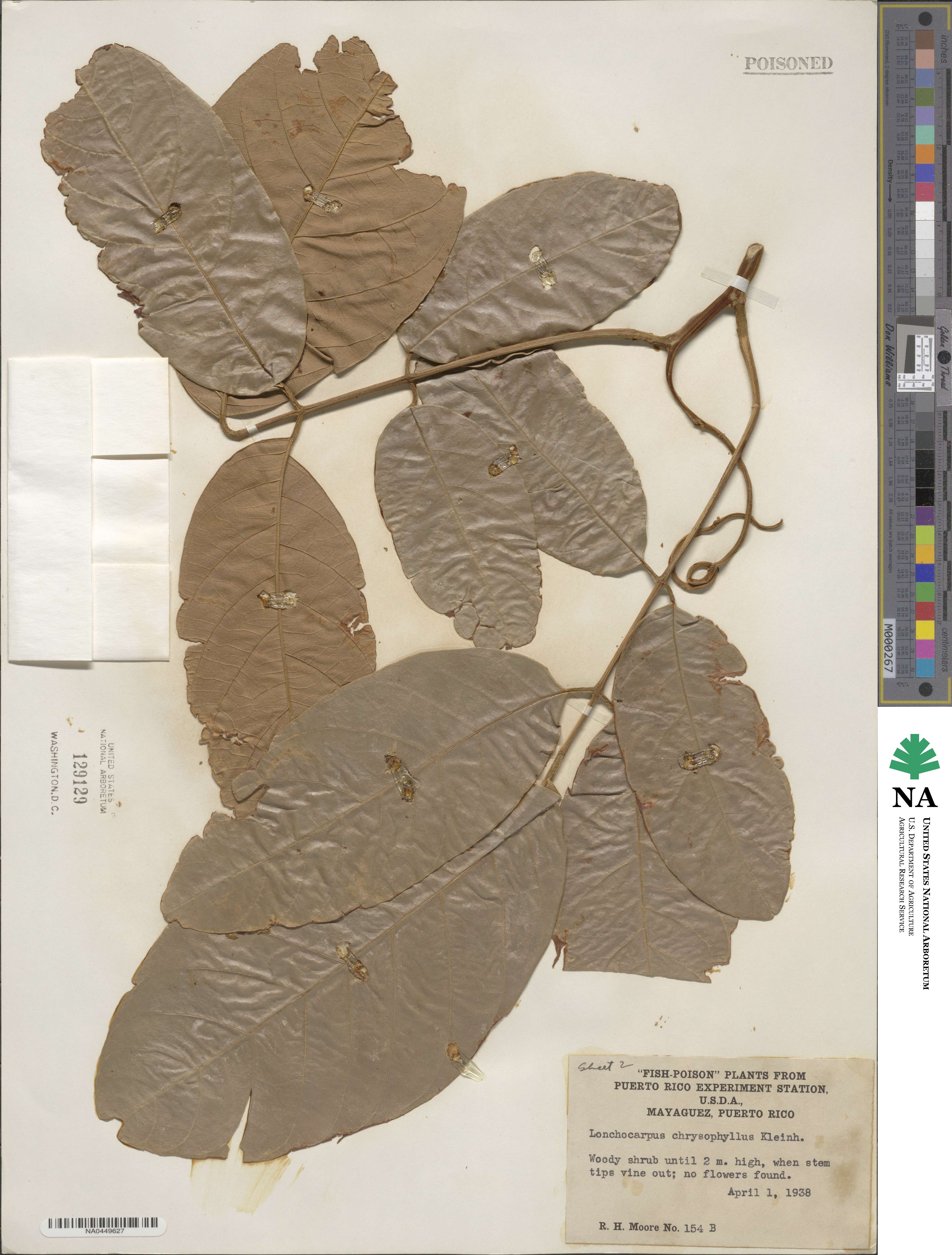 Deguelia chrysophylla image
