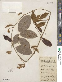 Deguelia chrysophylla image