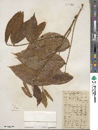 Deguelia chrysophylla image