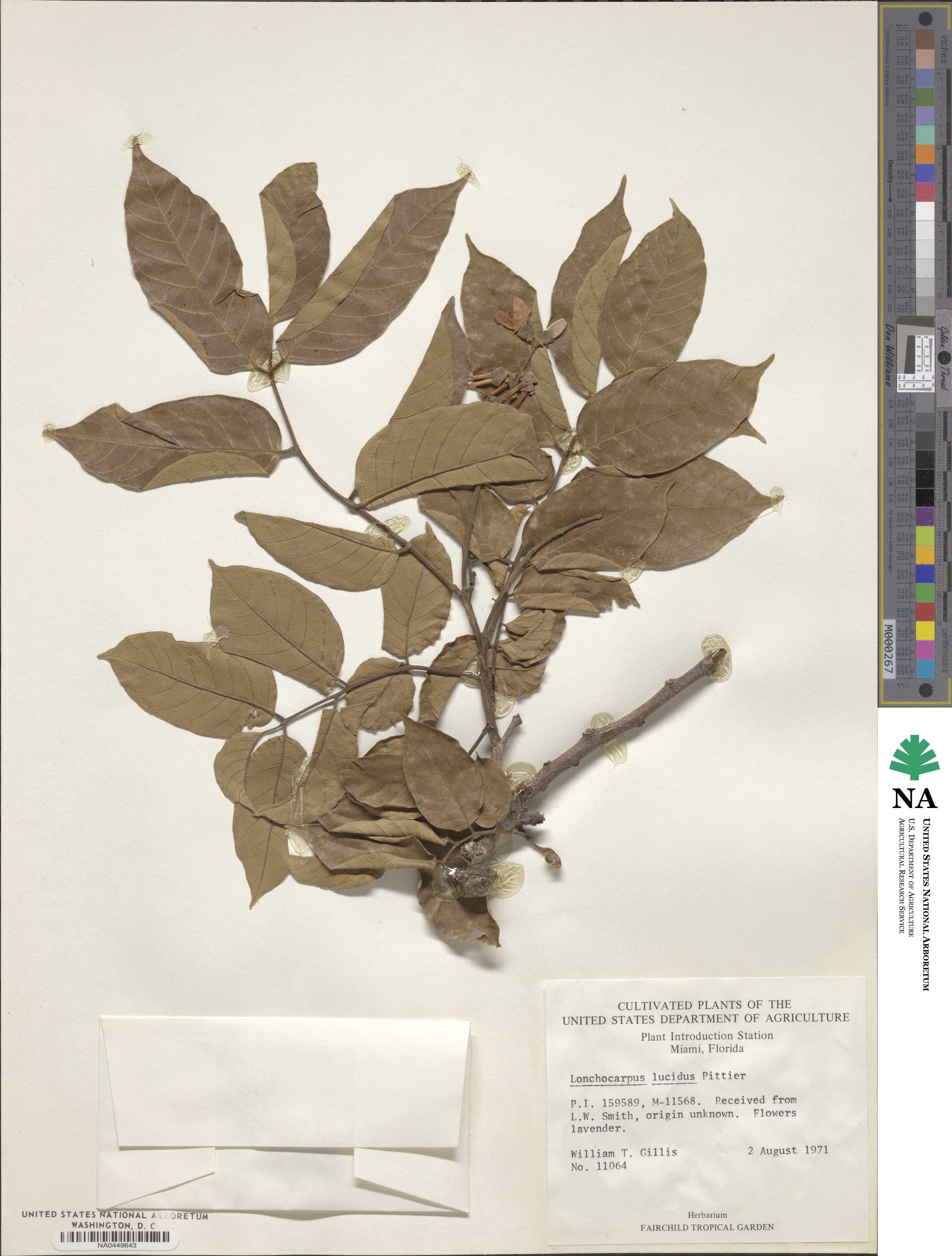 Lonchocarpus macrophyllus image