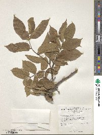 Lonchocarpus macrophyllus image