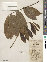 Lonchocarpus heptaphyllus image