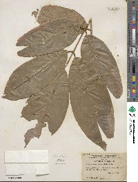 Lonchocarpus heptaphyllus image