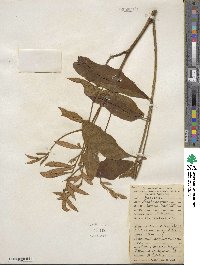 Lonchocarpus heptaphyllus image