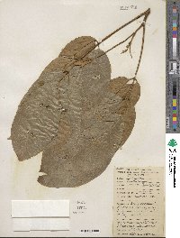 Lonchocarpus heptaphyllus image