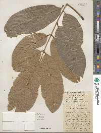 Lonchocarpus heptaphyllus image