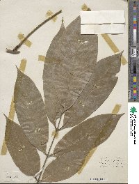 Lonchocarpus heptaphyllus image