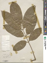 Lonchocarpus heptaphyllus image