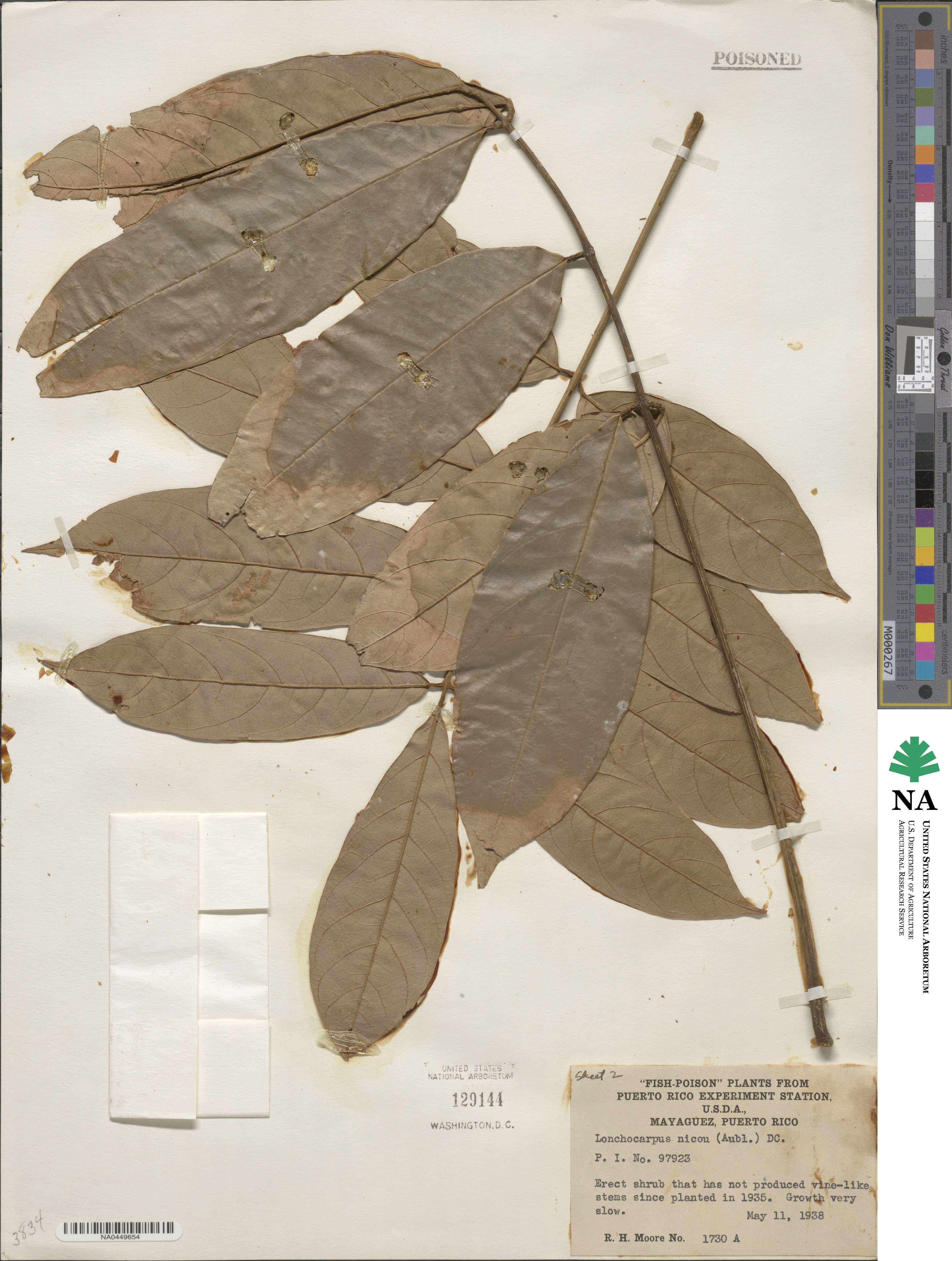 Lonchocarpus heptaphyllus image