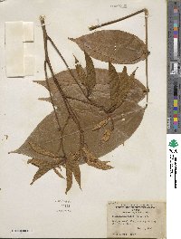 Lonchocarpus heptaphyllus image