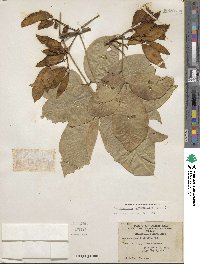 Lonchocarpus heptaphyllus image