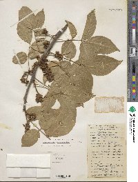 Lonchocarpus heptaphyllus image