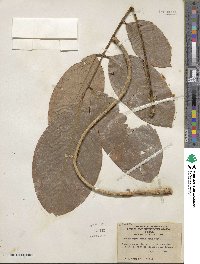 Deguelia rariflora image