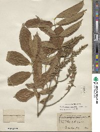 Lonchocarpus sericeus image