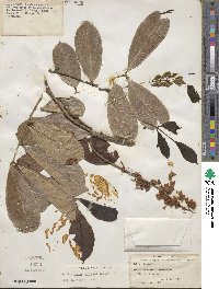 Lonchocarpus sericeus image