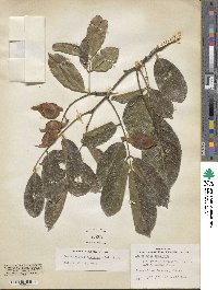 Lonchocarpus sericeus image