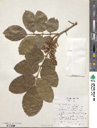 Lonchocarpus violaceus image