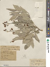 Lonchocarpus violaceus image