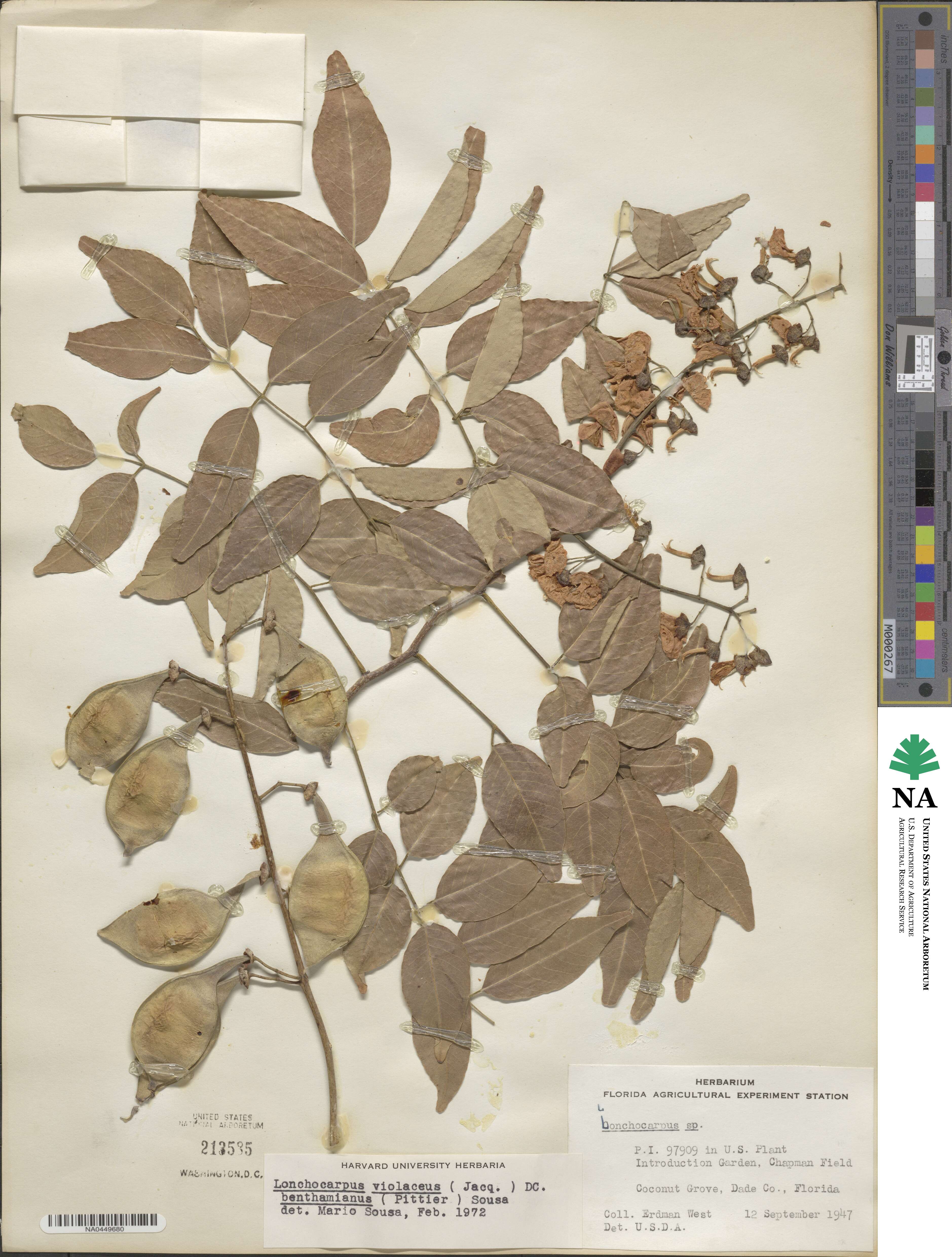 Lonchocarpus image
