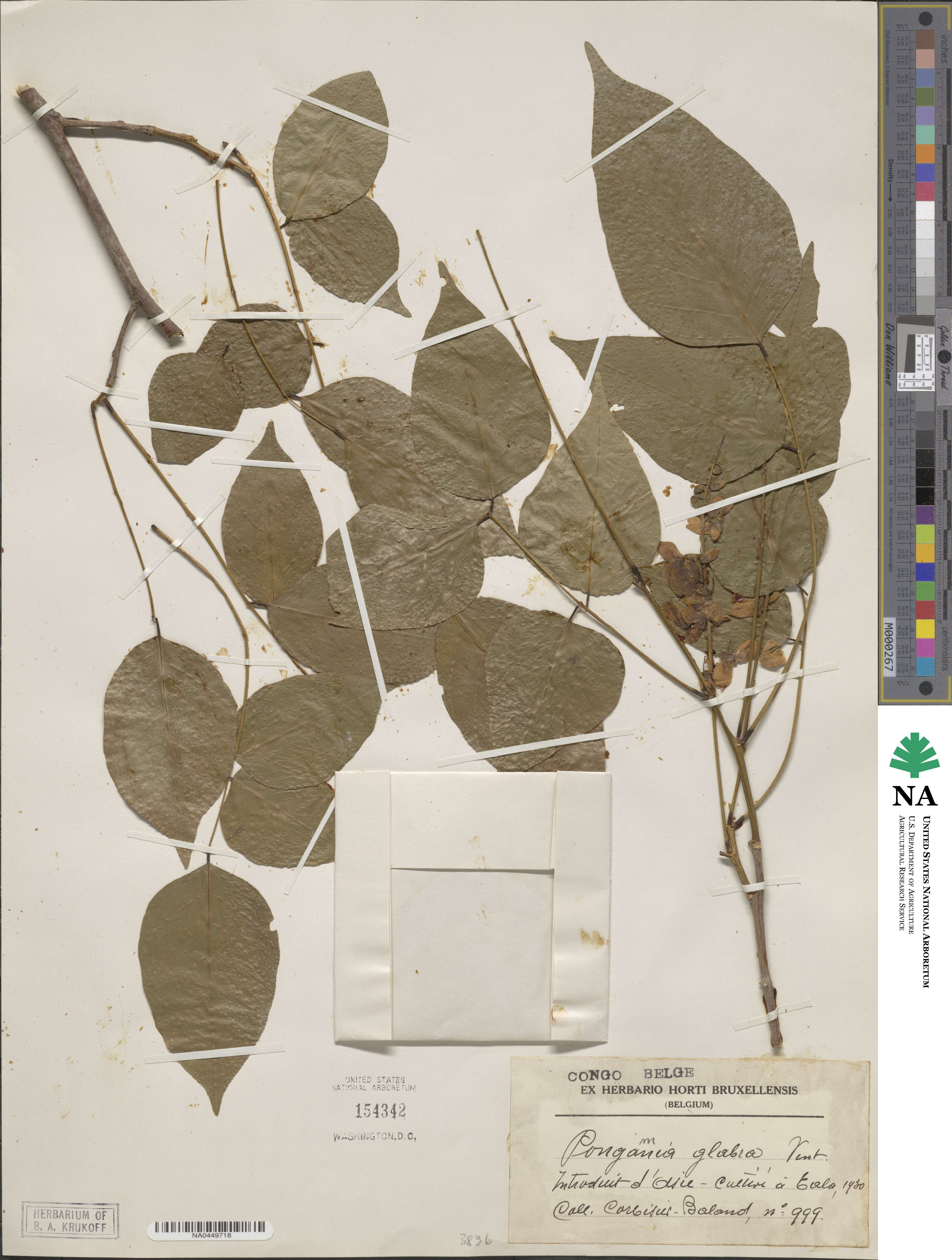 Pongamia pinnata image