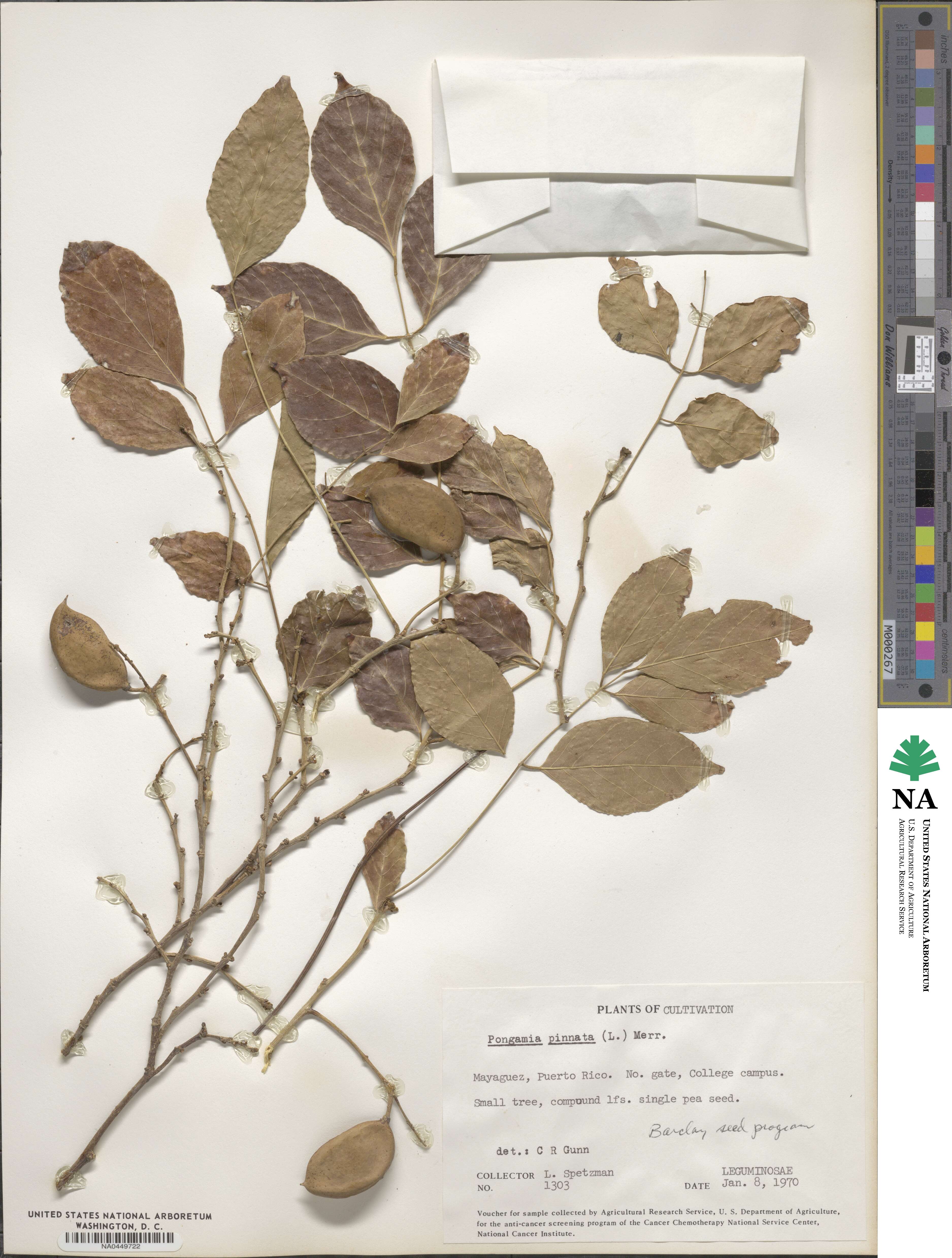Pongamia pinnata image