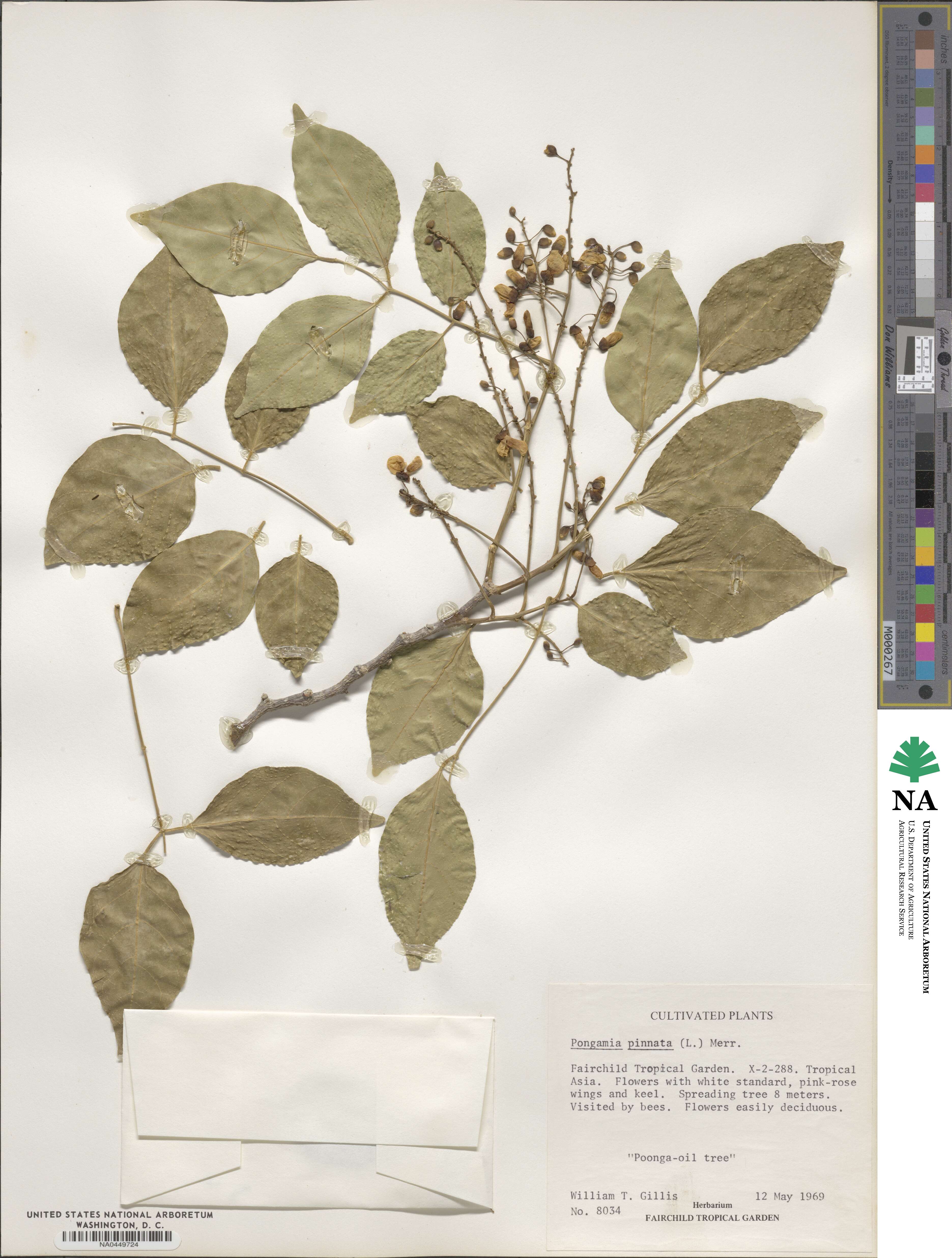 Pongamia pinnata image
