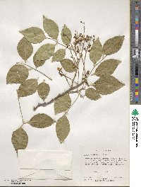 Pongamia pinnata image