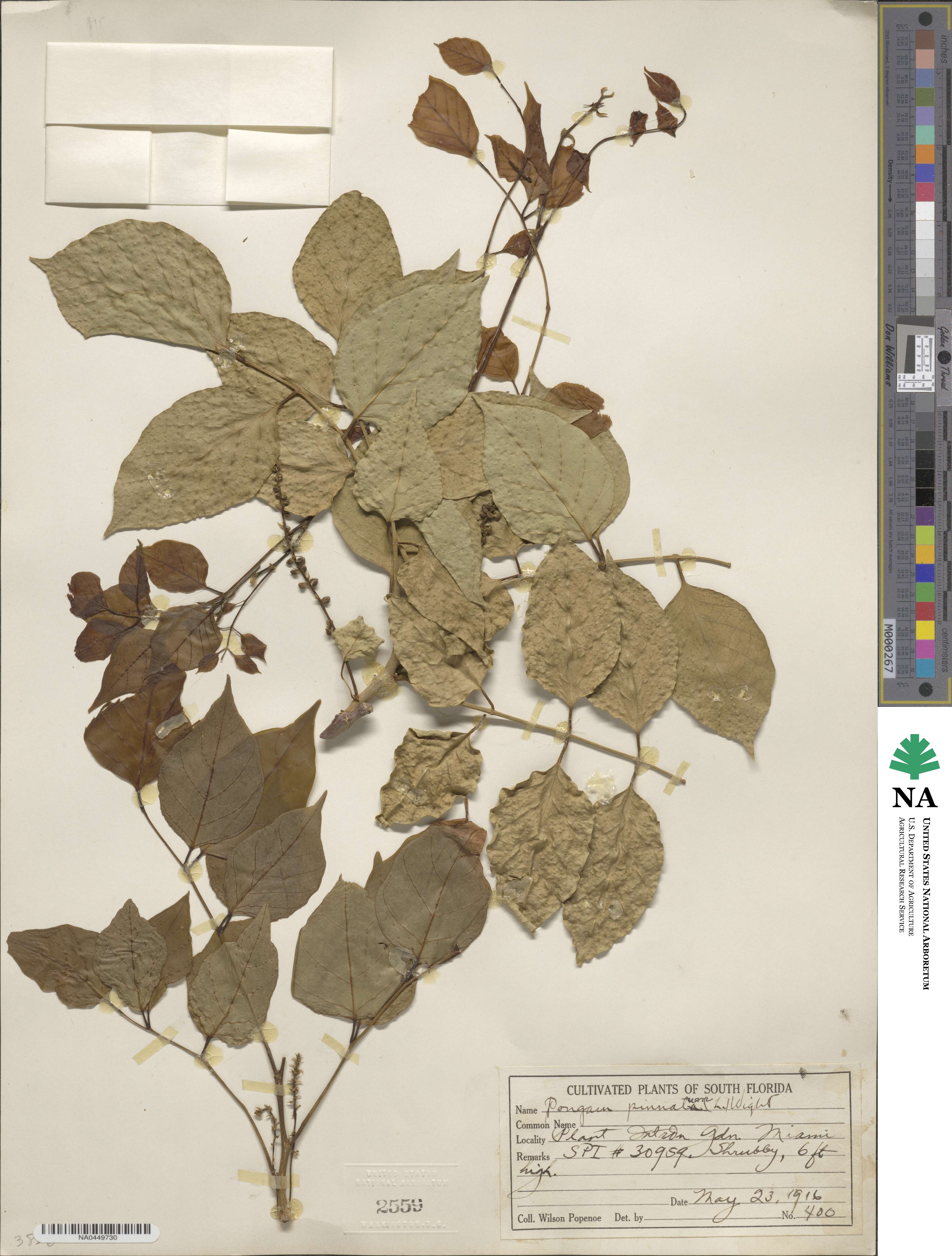 Pongamia image