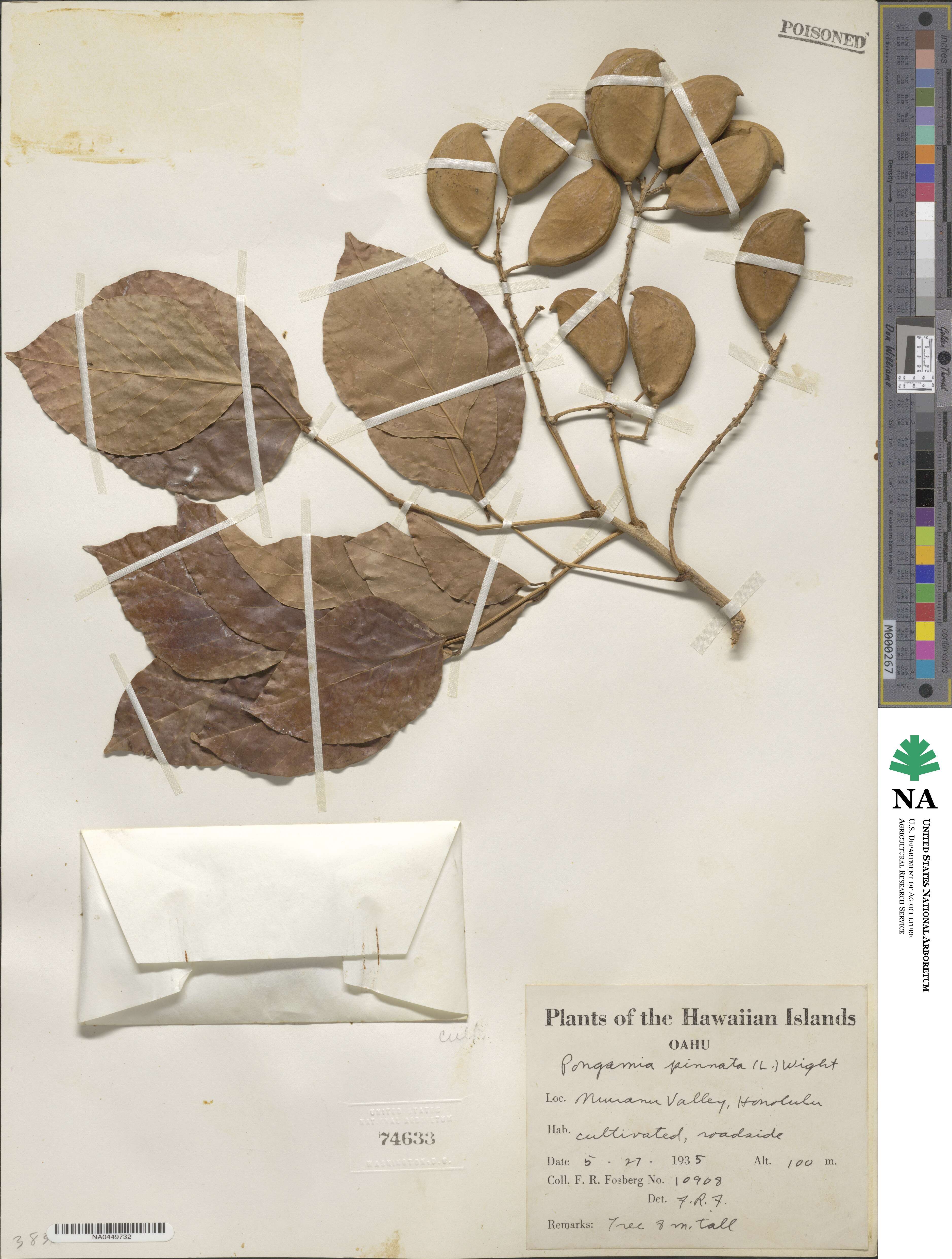 Pongamia pinnata image