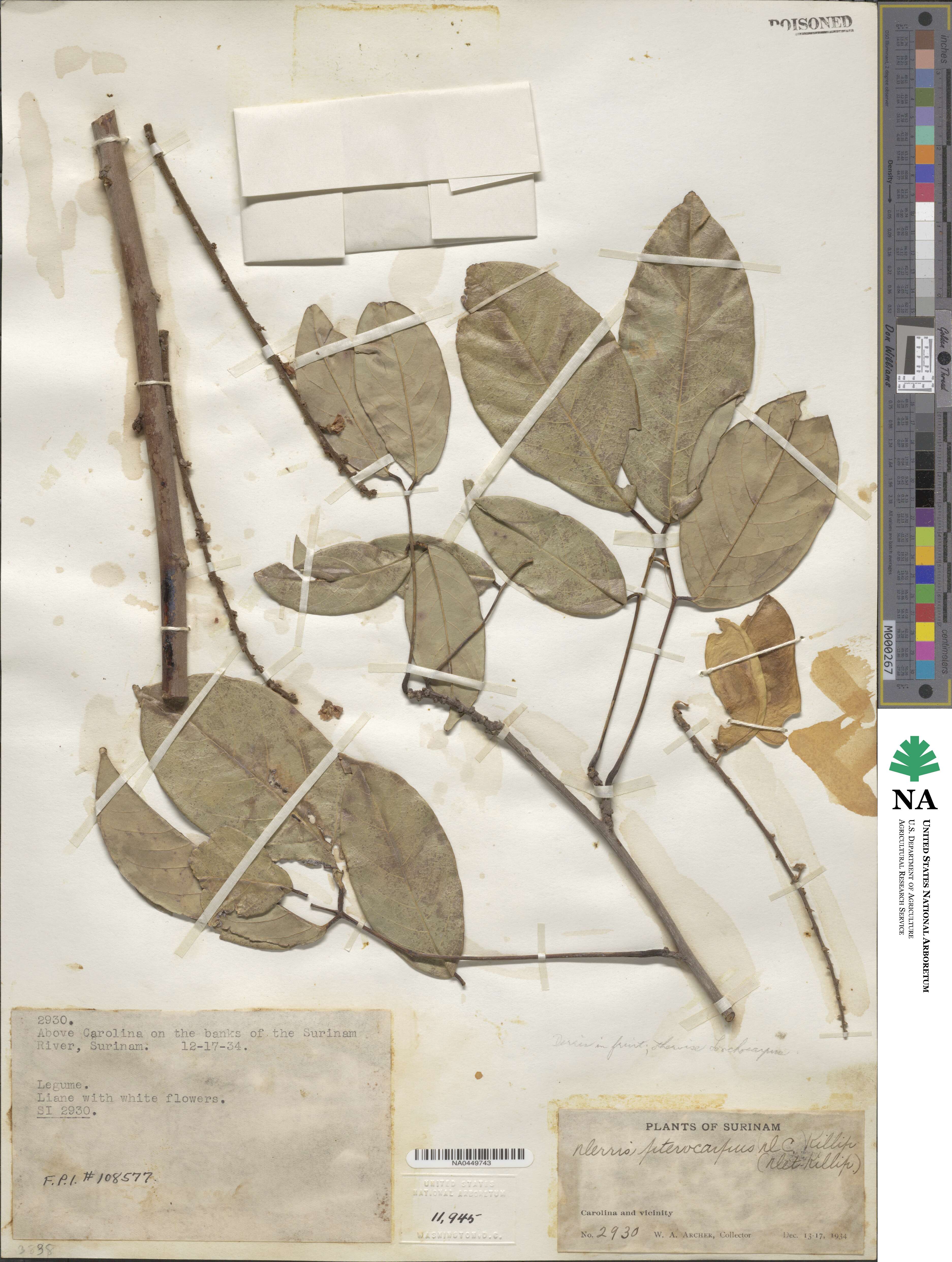 Deguelia scandens image