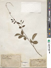 Deguelia scandens image