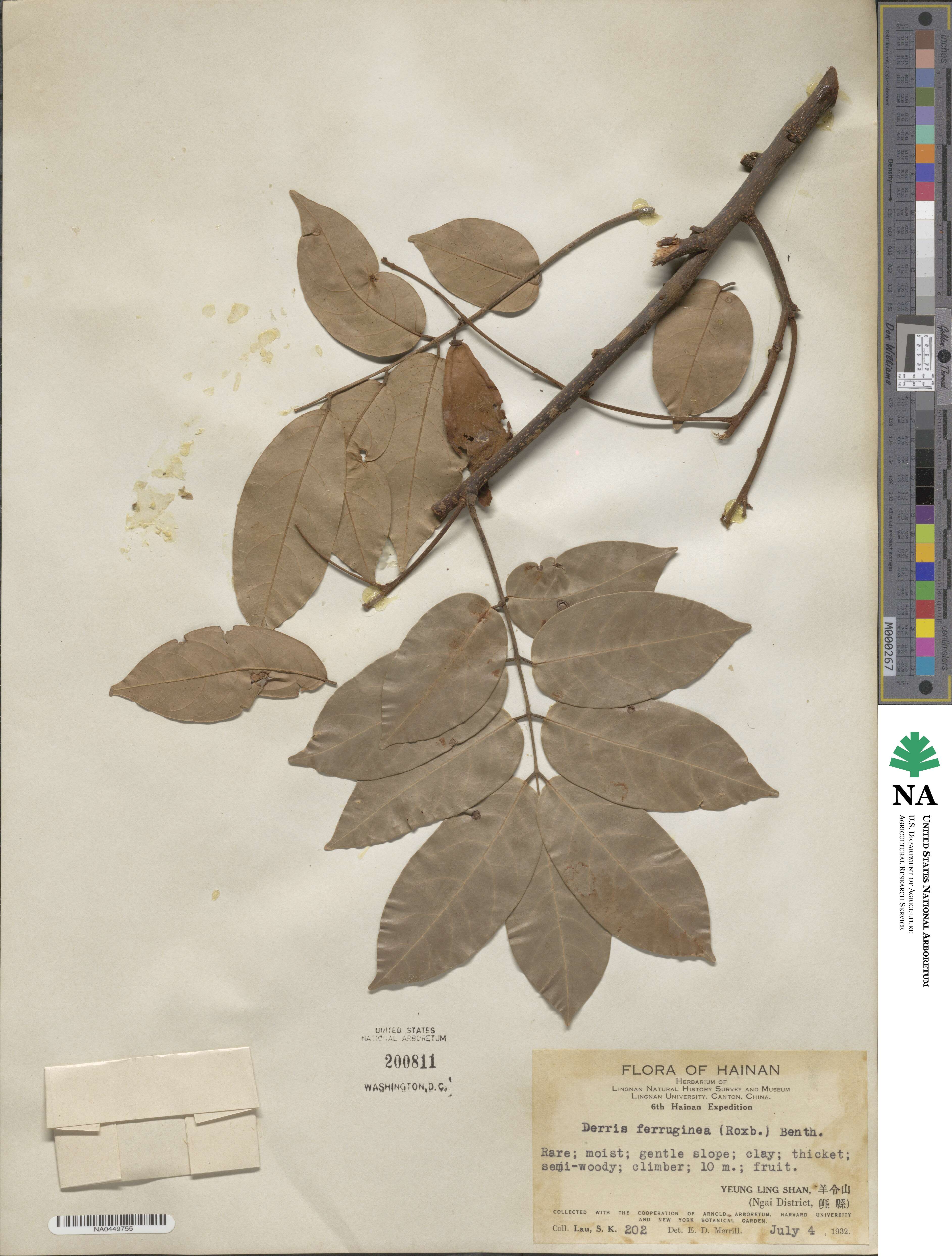 Derris ferruginea image
