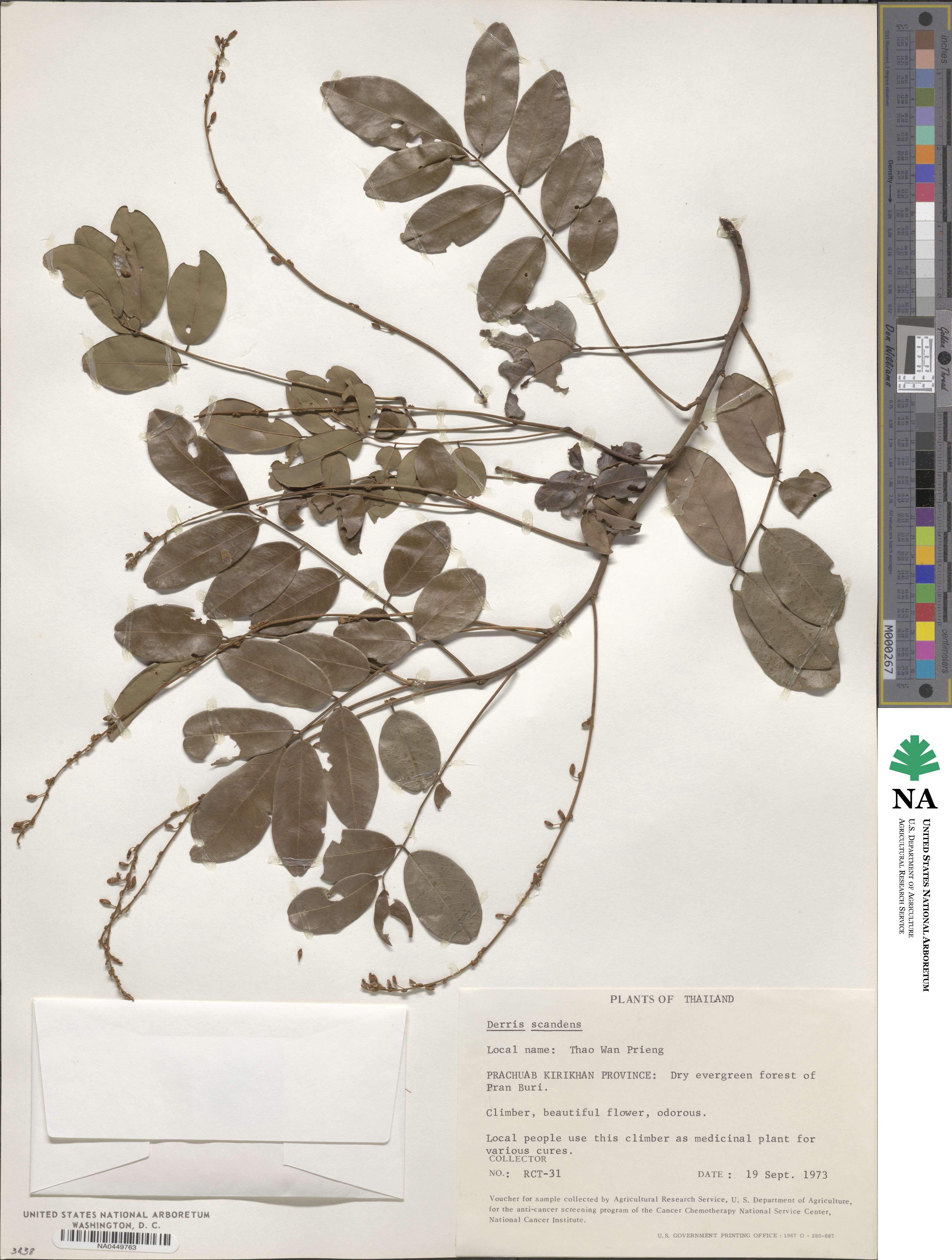 Derris scandens image