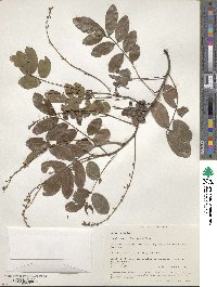 Derris scandens image