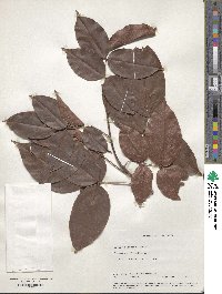 Derris scandens image