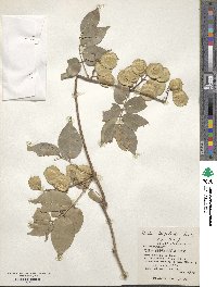 Derris trifoliata image