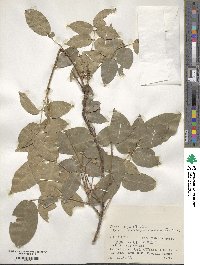 Derris trifoliata image