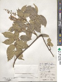 Derris trifoliata image