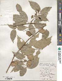 Derris trifoliata image