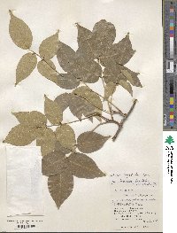 Derris trifoliata image