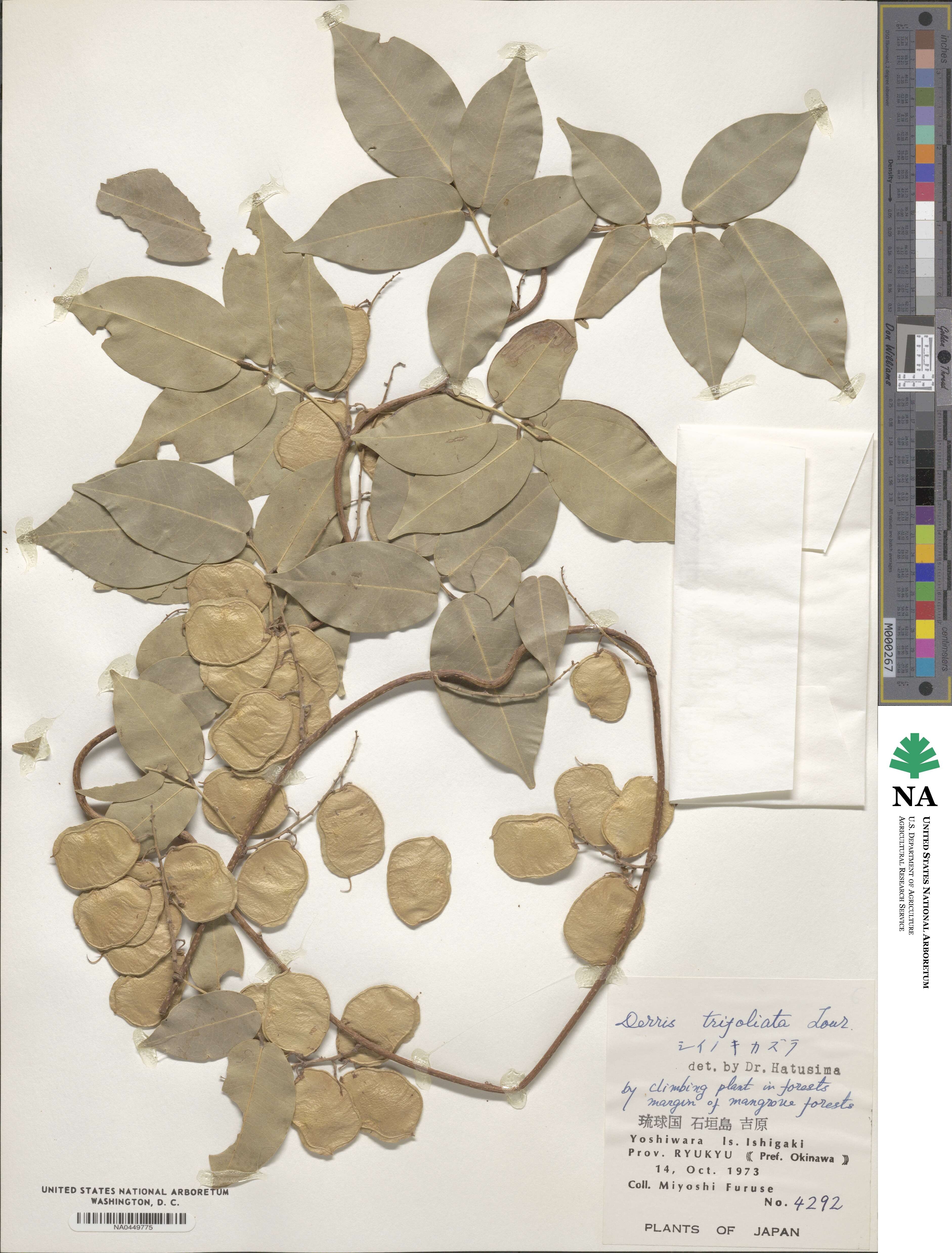 Derris trifoliata image