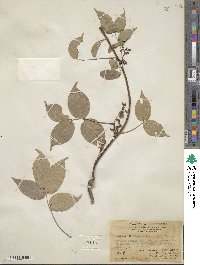 Derris trifoliata image